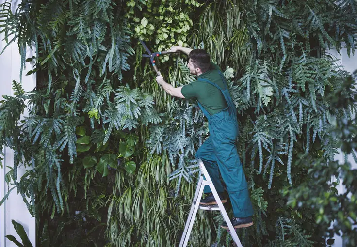 Jardinero con peto verde subido a una escalera recortando las plantas de un jardín vertical